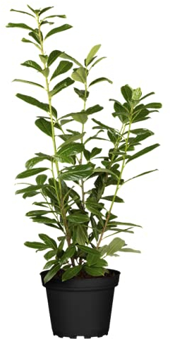 Prunus laurocerasus 'Novita' 60-80 cm – Winterhart, Immergrün, Pflegeleicht – Kirschlorbeer – Heckenpflanze für Garten & Sichtschutz