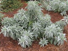 California White Sage (1000 semi) ~ Sacra Salvia Apiana Cerimoniale Aromatico