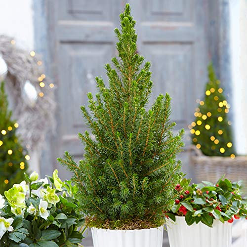 Picea Glauca Conica | Pot Grown Christmas Tree | Compact Dwarf Evergreen Conifer (3-4ft (incl. Pot))