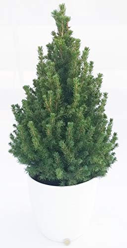 POWERS TO FLOWERS - PICEA GLAUCA CONICA IN VASO CERAMICA BIANCO A RIGHE, ALBERO DI NATALE, altezza 75cm, pianta vera