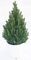 POWERS TO FLOWERS - PICEA GLAUCA CONICA IN VASO CERAMICA BIANCO A RIGHE, ALBERO DI NATALE, altezza 75cm, pianta vera