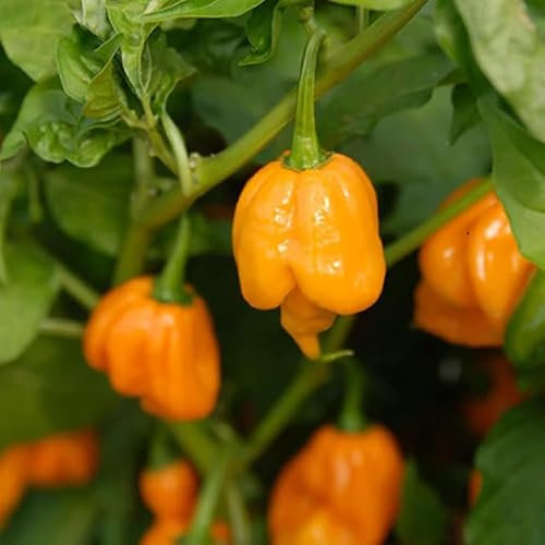 Trinidad Scorpion Yellow Chili Pepper Seeds - Super Spicy Exotic Chili Plant Open Pollinated Guaranteed Seed Variety
