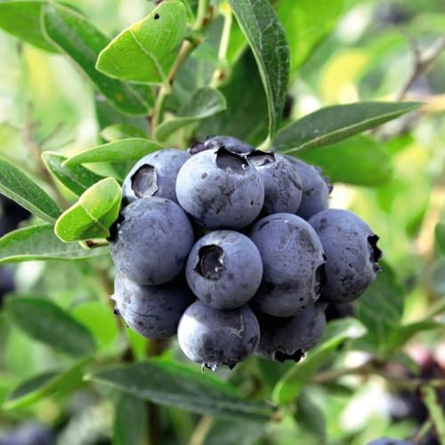 Blueberry 'Duke' Vaccinium corymbosum – Hardy Highbush Blueberry Plant, Self-Fertile, Sweet Medium-Sized Berries, Early to Mid-Season Crop, Ideal for Garden, 2 Litre Pot x2, by Thompson & Morgan
