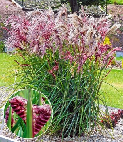 BALDUR Garten 3x Miscanthus Boucle®, Knollen in Größe I