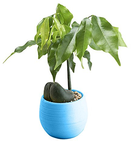 Gelb&Schwarz Kunststoff P/Lant Pot Mini Bunte Runde Kunststoff Blumentöpfe Home Office Decor Pflanzgefäß Gartenbehälter für Pflanzen Groß (Blau, Einheitsgröße)