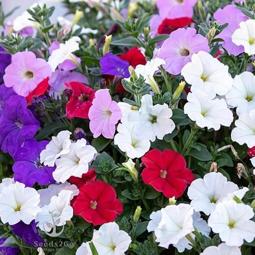 Dwarf Mix Petunia Flower Seeds, Pack of 20,000+ Seeds by Seeds2Go