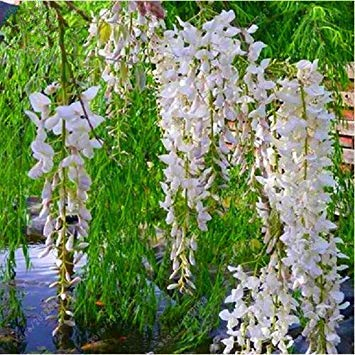 Wisteria Samen Blumensamen Wisteria Baum Pflanze Staude Blumen Klettern Wachstum für Hausgarten-10 PC/Beutel 5