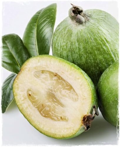 Pianta di Feijoa Sellowiana in vaso Ø 19 cm h. 100 cm