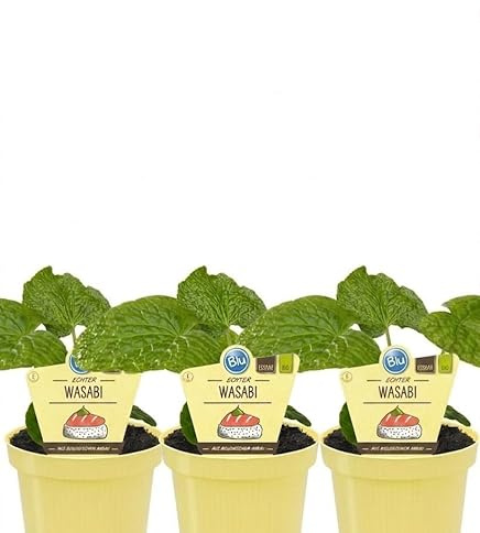 PIANTA BIO WASABI SU VASO 12 IN CONFEZIONE DA 3 PIANTE MODIPITRE