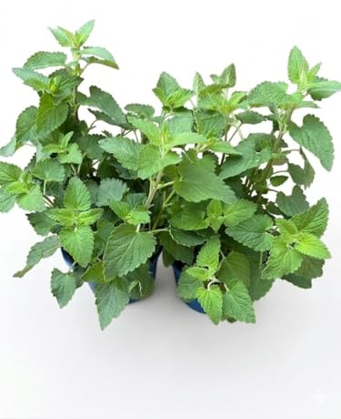 2 Piante di Nepeta Cataria su vaso cm 14 MODIPITRE