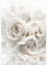 OYFFL Weiße Blumen Pfingstrose Rosen Wandkunst Leinwand Malerei Poster Frische Elegante Leinwand Malerei Bilder Für Zuhause Wohnzimmer Dekor (10,50x70cm Kein Rahmen)