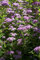 Spiraea japonica 'Little Princess' 30-40 cm - Japanische Zwergspiere, rosa Blüten, Blütezeit Juni-August, ideal für Rabatten, pflegeleicht und bienenfreundlich