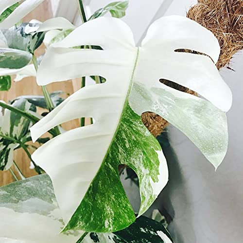 Saterkali Semillas de flores de Monstera blanca, 20 piezas Semillas de alta germinación Semillas de flores de Monstera verdes y blancas prolíficas Suministros de jardinería Semillas
