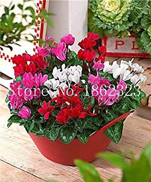 100 pz Ciclamino Fiori, Piante in Vaso per Interni, da Fiore perenne pianta Piante Fiore Ciclamino a Balcone Giardino: 11:Seeds