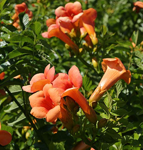 Chinesische Klettertrompete Grandiflora 100-125cm - Campsis grandiflora