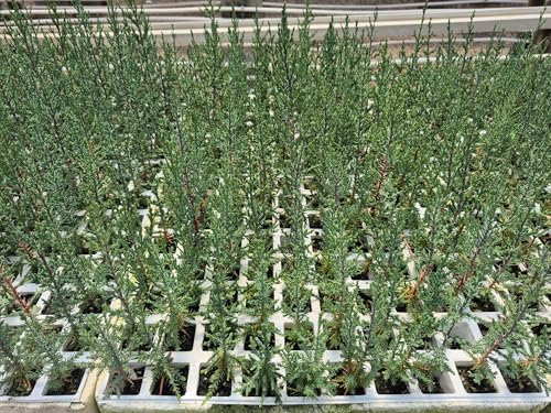 100 Uds Plantas de Ciprés Sempervirens (20-30 cm) | Ideal Para Setos Vivos y Cerramientos Naturales | Planta para Seto Mediterráneo – Rápido Crecimiento