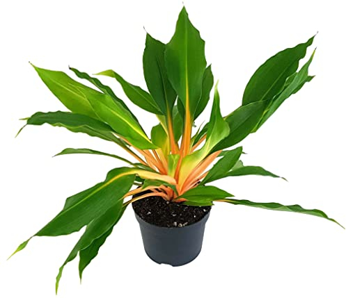 Fangblatt - Chlorophytum orchidastrum 'Green Orange' - Grünlilie im Ø 10 cm Topf - pflegeleichte Zimmerpflanze