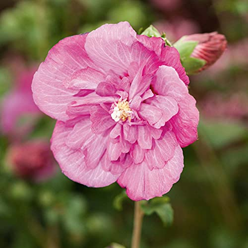 Hibiskus Garteneibisch Magenta Chiffon - Hibiscus syriacus - winterhart und mehrjährig - 1 Zierstrauch von Garten Schlüter - Pflanzen in Top-Qualität 40-60 cm