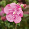Hibiskus Garteneibisch Magenta Chiffon - Hibiscus syriacus - winterhart und mehrjährig - 1 Zierstrauch von Garten Schlüter - Pflanzen in Top-Qualität 40-60 cm