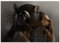 wandmotiv24 Poster als Wanddeko, Größe 100x70cm, AFFE mit Kopfhörer, Headset, Musik, Tiere, Affen, Moderne Wanddeko, Wandbilder, Deko, Bild M0056
