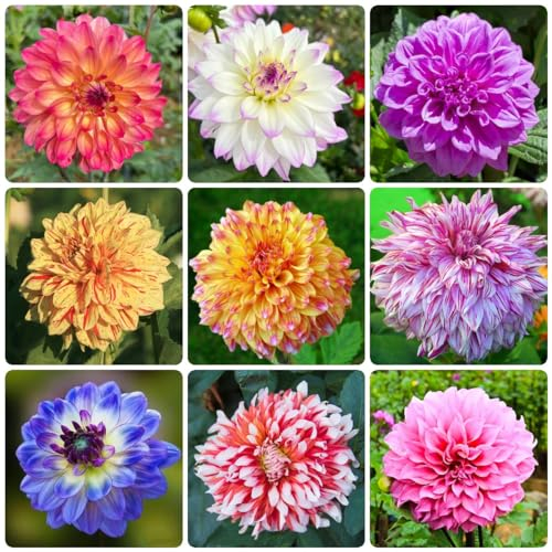 500 pcs dahlien samen winterhart bonsai topf balkonpflanzen bienenwiese saatgut mehrjährig winterhart pflanztopf blumen garten topfpflanzen draußen winterhart frühlingsblumen samen