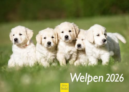 Edition Seidel Premium Kalender Welpen 2026 Format DIN A4 Wandkalender Hundekalender Hund Welpe Hunderasse Haustier