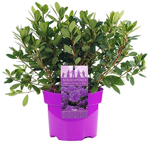 Azalea giapponese viola, pianta sempreverde colorata per il giardino esterno in vaso da 2L.
