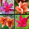 Casavidas 5pcs Mix-Echt Frische Plumeria Rubra Frangipani Lilavadee Blume Baum Bonsai Pflanze DIY Hausgarten: 4