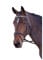 Blenheim - Pferde-Stirnriemen, Leder, Polo (Cob) (Violett/Dunkelgrün/Gelb)