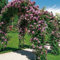 Ramblerrose 'Veilchenblau®' - 1 Pflanze