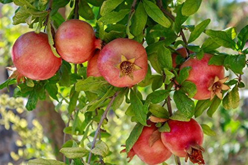 Pianta vera da frutto ALBERO DI MELOGRANO-PUNICA GRANATUM - TURCO SIMILE Ø 16 cm - h 150 cm