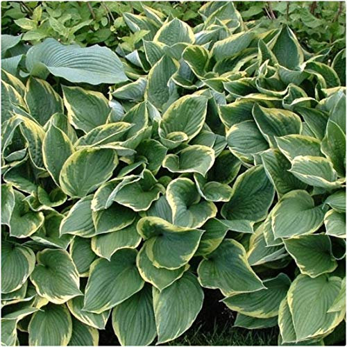 Hosta Bare Roots 'Aureomarginata' x 3 Plantain Lilies Perennial Plants by Growtanical®