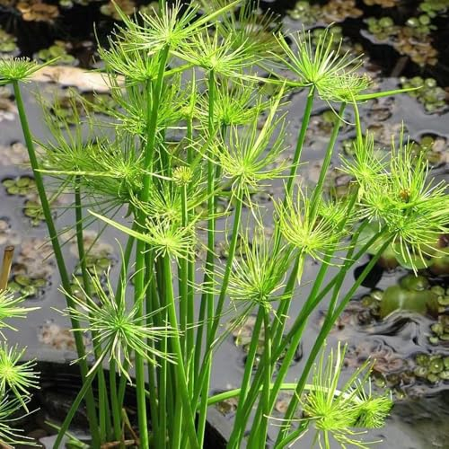 150 Pcs Papyrus Pflanze Samen - Cyperus Papyrus - Pflanzen Züchten, Echte Pflanzen Für Drinnen Zypergras Ziergras Samen, Balkonpflanzen Bio Saatgut, Garten Geschenke Zimmerpflanzen