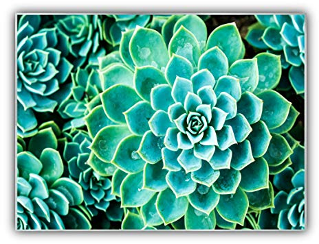 Steinfeld XXL Glasbild mit Rahmen/Glas Deko Bild (Silber/alu) (60 x 80 cm, 036 Kaktus im Queen)