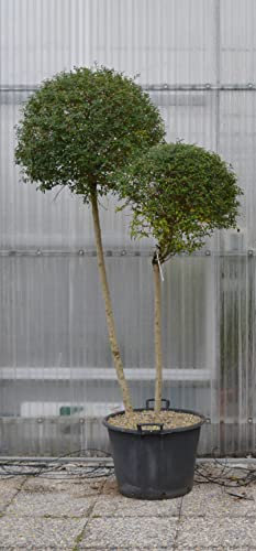 Ligustro Ligustrum jonandrum pianta a doppio alberello in mastello ø45 cm h. 160/180 cm FOTO REALI