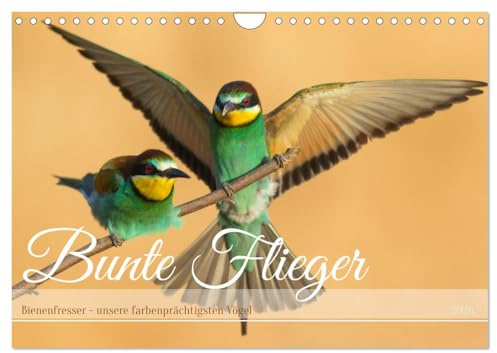 Bunte Flieger (Wandkalender 2026 DIN A4 quer), CALVENDO Monatskalender: Farbenprächtige Vögel in unterschiedlichen Szenen (CALVENDO Tiere)