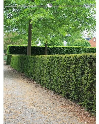 Gemeine Heimische Eibe Taxus baccata 30-40 cm. 10 Pflanzen. Sichtschutz Hecke
