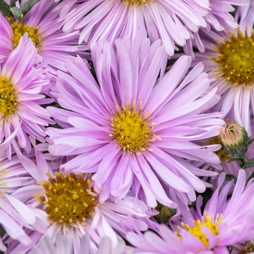 Aster 'Fellowship'. 9cm Plant x 2. Pink Aster Flowers. Perennial Plants for pollinators. Ideal for Cottage Gardens. Available from Bedwen Plants