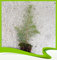 Cedrus atlantica (Atlas Zedern) – Pflanze