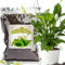 GOTVUGE Bio-Friedenslilien-Erde Mischung 2L, Zimmerpflanzen-Blumenerde zum Einpflanzen, Wachsen oder Umtopfen von Spathiphyllum-Pflanzen, Gesunde Zimmerpflanzen drinnen züchten