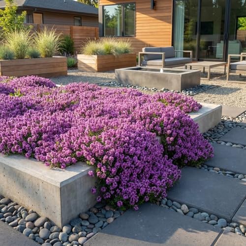 Bloomique - 6er - Set - Roter Thymian (Thymus 'Red Carpet') - Winterhart - Mehrjährig - Bodendecker - Immergrün - Höhe 10-20 cm - Topf 9 cm