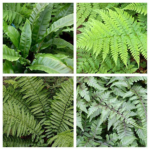 Fern Plant Mix x 10 Plants 20-30cm in Height - Outdoor Perennial Fern Mix