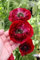 Mohn 'Pandora' Schlafmohn 50 samen,Papaver