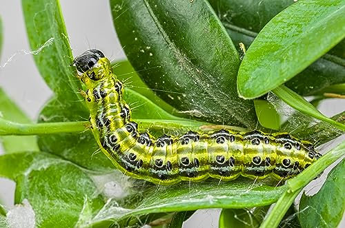 Dragonfli Small Garden Box Tree Caterpillar Killer Nematodes - Protect Buxus Hedges Naturally - Includes Two Packs To Treat 14sqm - Perfect For Smaller Gardens & Indivdual Box Plants