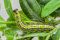 Dragonfli Small Garden Box Tree Caterpillar Killer Nematodes - Protect Buxus Hedges Naturally - Includes Two Packs To Treat 14sqm - Perfect For Smaller Gardens & Indivdual Box Plants