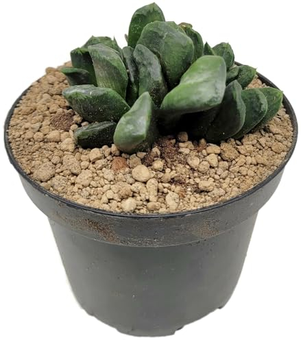 Fangblatt - Haworthia maukanii x truncata - kleine sukkulente Zimmerpflanze im Ø 9 cm Topf - pflegeleichtes Dickblatt