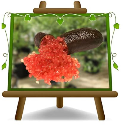 EURO PLANTS VIVAI Agrumi Limone Caviale – Citrus Australasia – Rosso- Pianta da Frutto su Vaso da 22 cm. - Altezza 50-60 cm