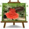 Limón cítrico caviar - Frutas cítricas - Citrus Australasia - rojo - planta frutal en maceta de 22 cm - altura 50-60 cm