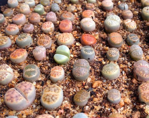 Lithops Arten Mix 10 seedssucculent Kaktus lebenden Steine