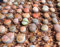 Lithops Arten Mix 10 seedssucculent Kaktus lebenden Steine